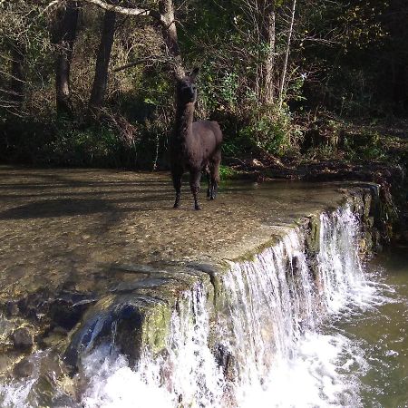 Chambre Cevennes: Piscine, Lamas, Riviere Cros  Экстерьер фото