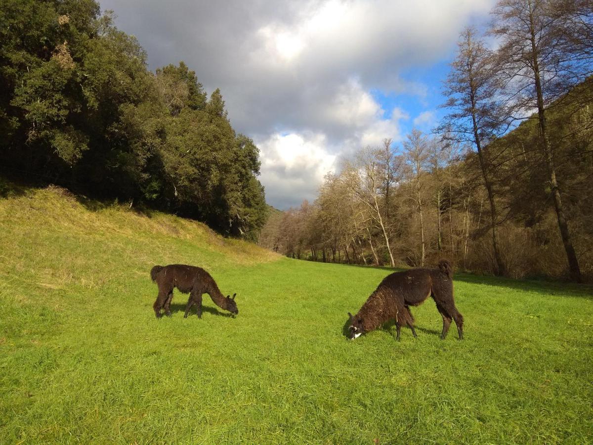 Chambre Cevennes: Piscine, Lamas, Riviere Cros  Экстерьер фото