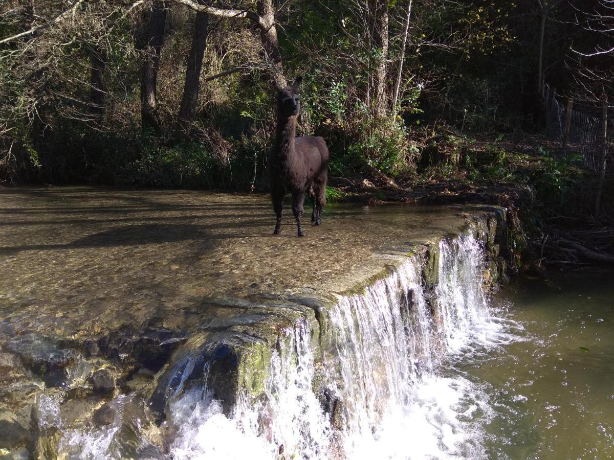 Chambre Cevennes: Piscine, Lamas, Riviere Cros  Экстерьер фото