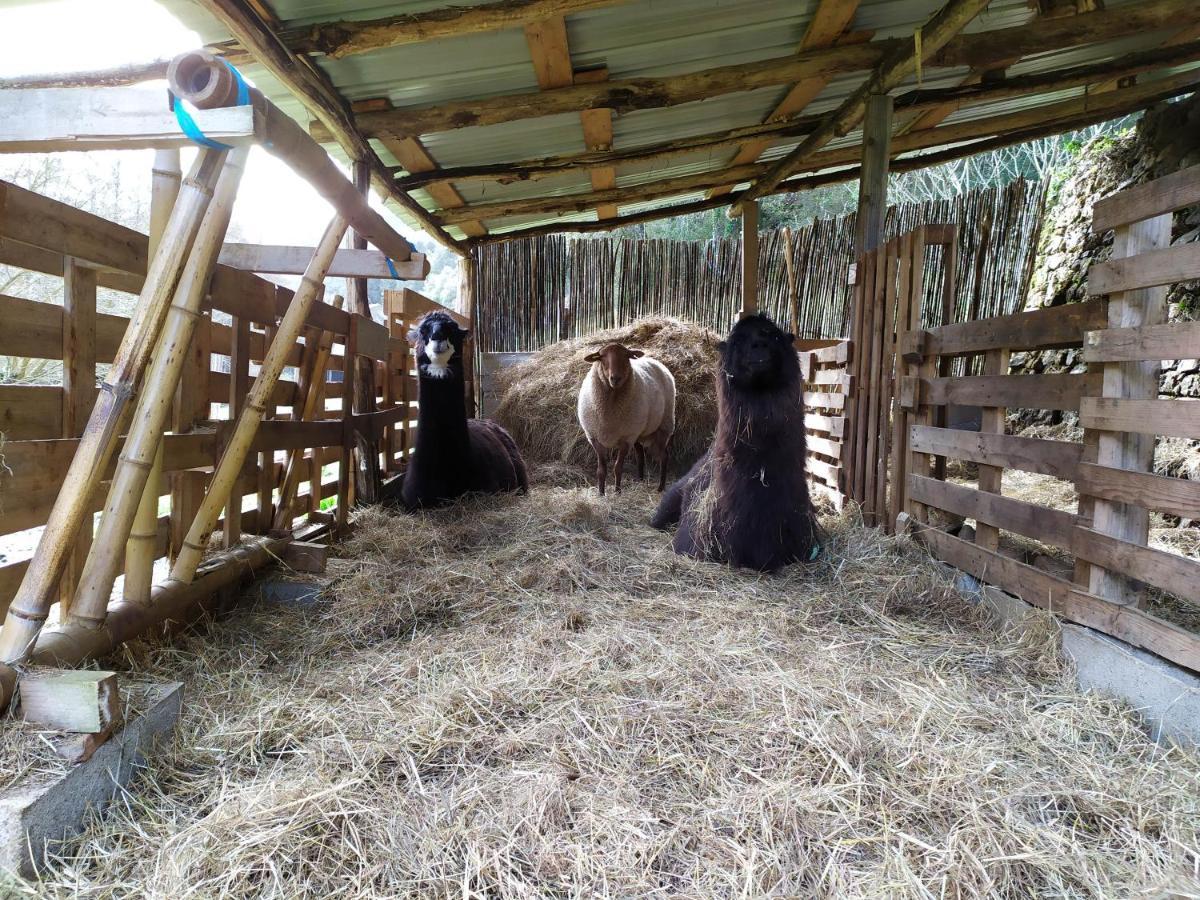 Chambre Cevennes: Piscine, Lamas, Riviere Cros  Экстерьер фото