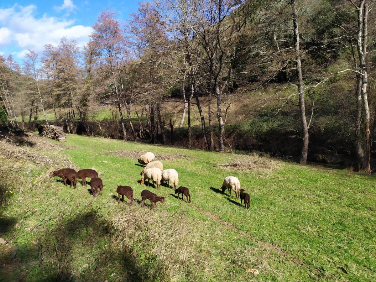 Chambre Cevennes: Piscine, Lamas, Riviere Cros  Экстерьер фото